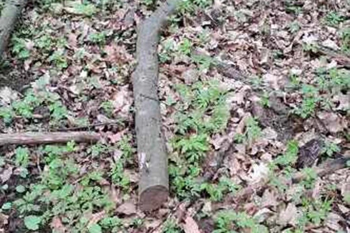 In der Region Ternopil beschlagnahmte der Vollstreckungsdienst einen Hainbuchenast beim Schuldner