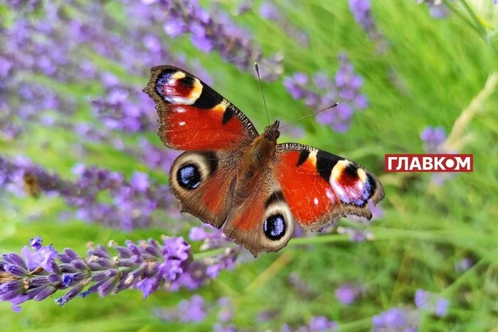 In der Ukraine ohne Niederschläge: Wetterprognose für den 18. Juni