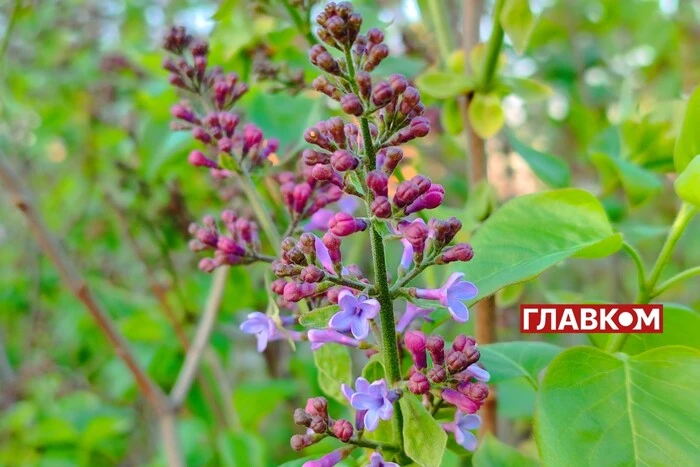 Weather forecast for May 1