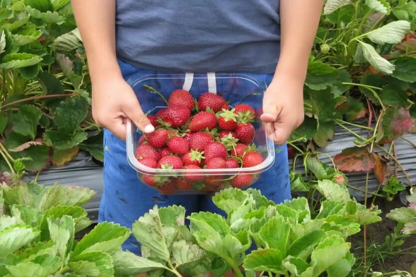 Ukrainians were told where to pick berries in Germany, Poland, and the Czech Republic: life hacks and prices
