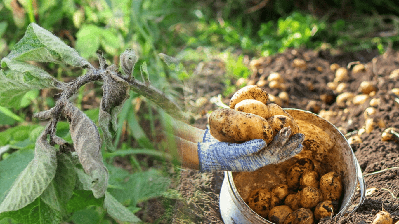 Potato leaves are curling - why and how not to lose the harvest
