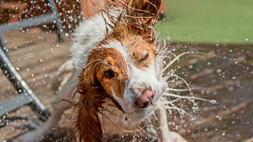 Der Sommer kehrt zurück: Meteorologin Diedenko sagte, in welchen Regionen Hitze bis +30 erwartet wird